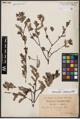 Salix aurita L. x Salix starkeana Willd.